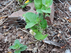 Danaus gilippus