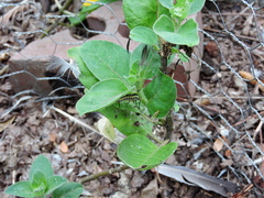 Danaus gilippus
