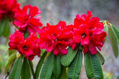 Rhododendron