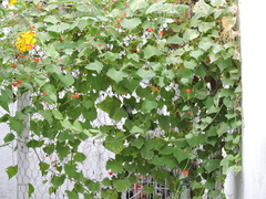 Cynanthus latirostris