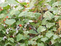 Cynanthus latirostris