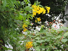 Cynanthus latirostris