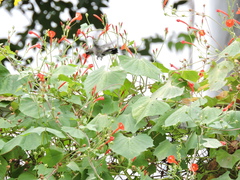 Cynanthus latirostris