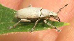 Megalostylus