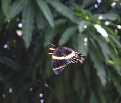 Papilio garamas