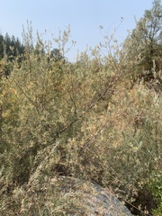Salix exigua hindsiana