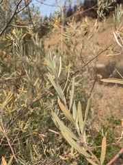Salix exigua hindsiana
