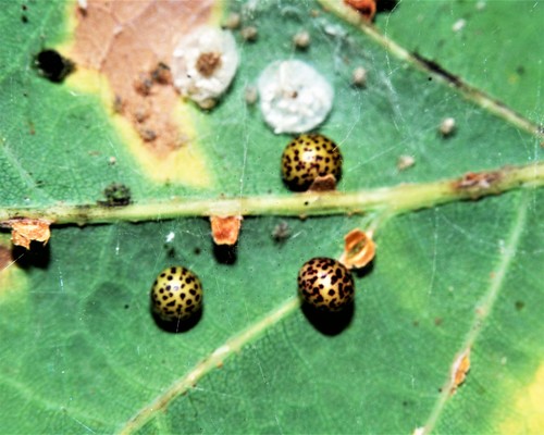 Oyster Gall Wasp