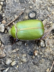 Xylonichus eucalypti