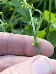 Rumex brownii