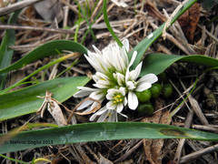 Allium chamaemoly chamaemoly