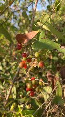 Smilax aspera