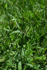 Poaceae