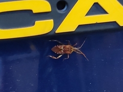 Leptoglossus occidentalis