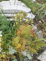 Ligusticum filicinum