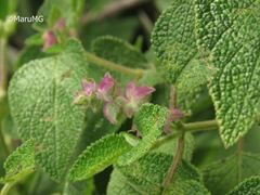 Salvia lasiantha