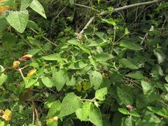 Salvia lasiantha