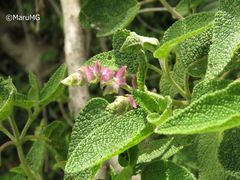 Salvia lasiantha