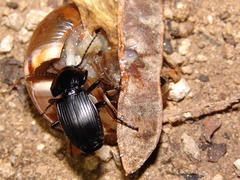 Abax parallelepipedus euganensis