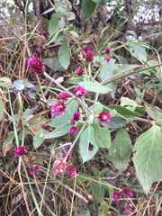 Alternanthera porrigens