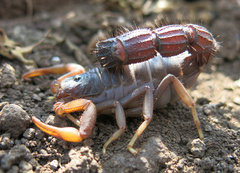 Parabuthus transvaalicus