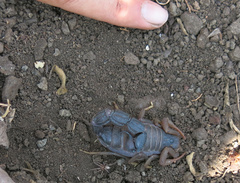 Parabuthus transvaalicus