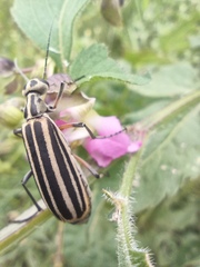 Epicauta vitticollis