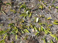 Parinari capensis capensis