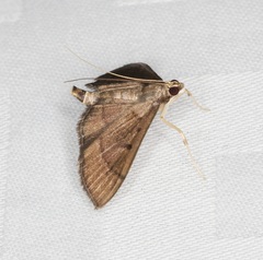 Almonia