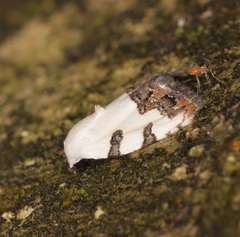 Casminola johannstumpfi