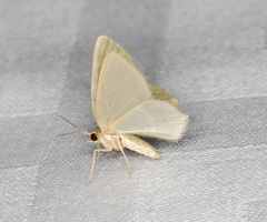 Idiochlora minuscula