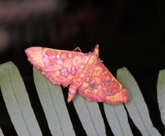 Ischnurges gratiosalis