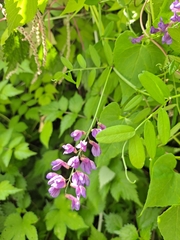 Vicia amoena