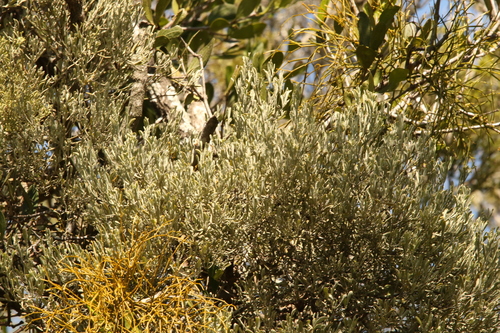 Image of Notothixos incanus by (c) Greg Tasney, some rights reserved (CC BY-SA)