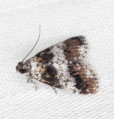 Salma ridiculalis