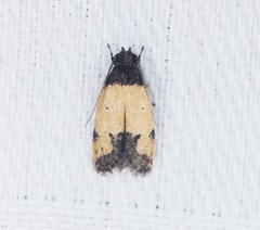 Tyrolimnas anthraconesa