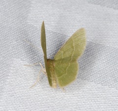 Idiochlora minuscula