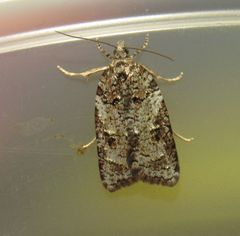 Acleris gloveranus