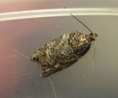 Acleris gloveranus