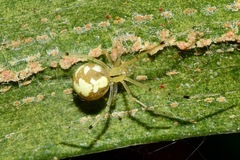 Theridiidae