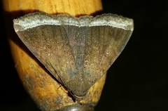 Coremagnatha orionalis