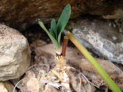 Nerine humilis