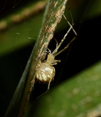 Theridiidae