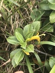 Scaevola glabra
