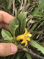Scaevola glabra