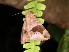 Bastilla joviana