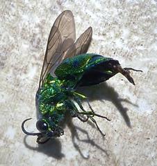 Chrysis lincea