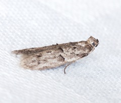 Copamyntis leptocosma