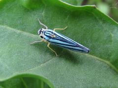 Poecilocarda cosmopolita