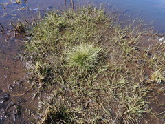 Fimbristylis polytrichoides